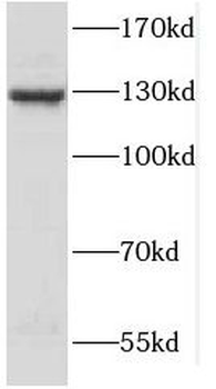 SPECC1L Antibody