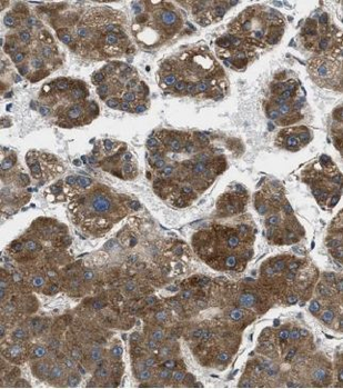 D2HGDH Antibody
