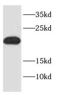 NDUFA12 Antibody