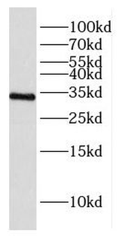 ACKR1 Antibody