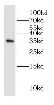 DAZL Antibody