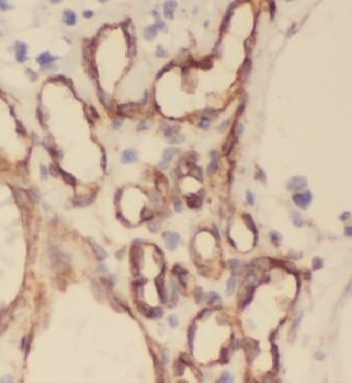 BRINP1 Antibody