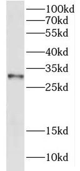 ECI1 Antibody