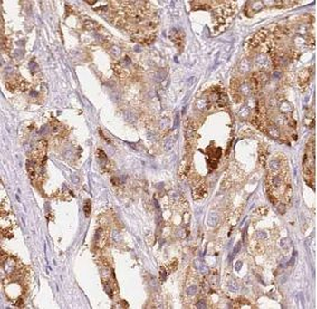 ECI1 Antibody