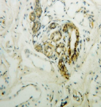 DCT Antibody