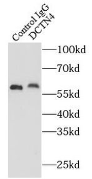 DCTN4 Antibody
