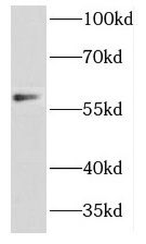 DCTN4 Antibody