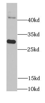 DDAH2 Antibody