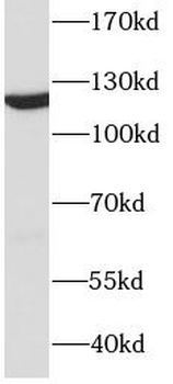 DDB1 Antibody