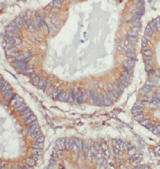DDB1 Antibody