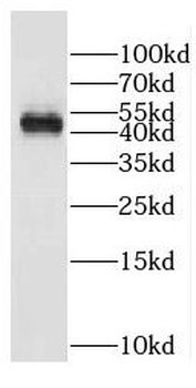 DDI1 Antibody
