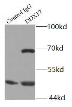 DDX17 Antibody