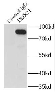 DDX21 Antibody