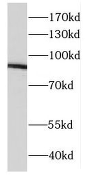 DDX21 Antibody