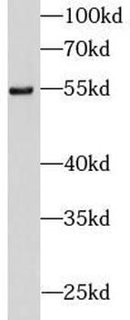 DDX25 Antibody