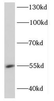 DDX49 Antibody
