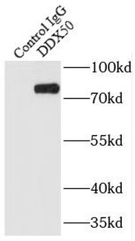 DDX50 Antibody