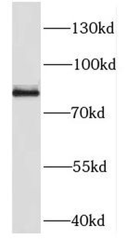 DDX50 Antibody