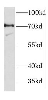 DEAF1 Antibody