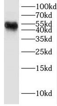 DEK Antibody