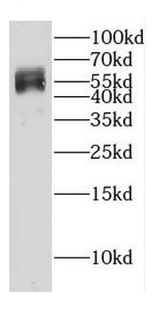DEPTOR Antibody