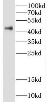 DFFA Antibody