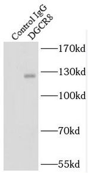 DGCR8 C-Terminal Antibody