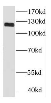 DGCR8 C-Terminal Antibody