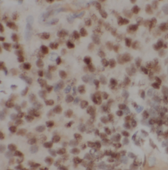 DGCR8 C-Terminal Antibody