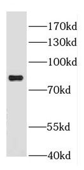 DGKA Antibody