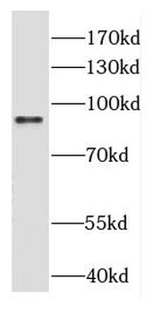 DGKB Antibody