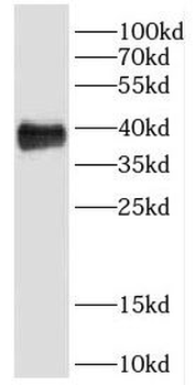 DHDH Antibody