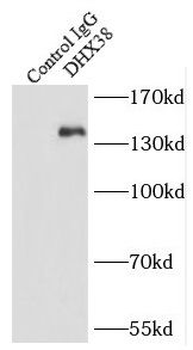 DHX38 Rabbit Polyclonal Antibody