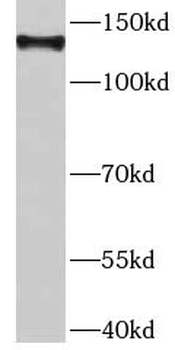 DHX9 Antibody