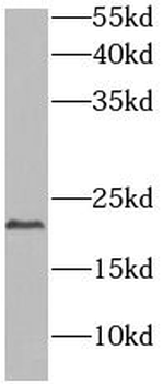 DIABLO Antibody