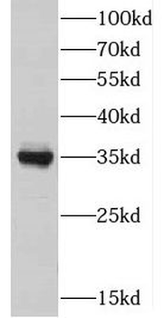 DIMT1 Antibody