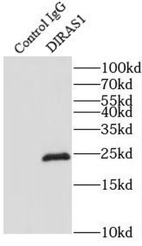 DIRAS1 Antibody