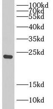 DIRAS1 Antibody