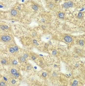 DLD Antibody