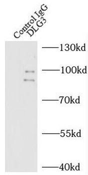 DLG3 Rabbit Polyclonal Antibody