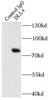 DLL4 Antibody