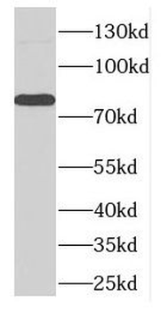 DLL4 Antibody