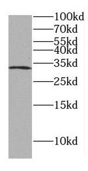 DLX3 Antibody