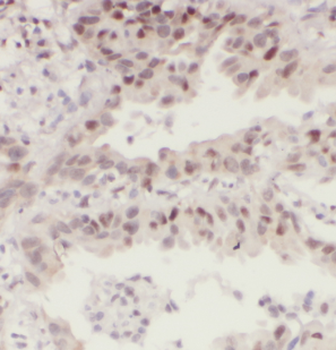 DLX3 Antibody
