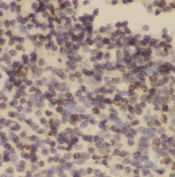 DLX4 Antibody