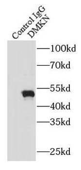 DMKN Antibody