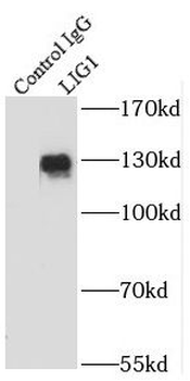 LIG1 Antibody
