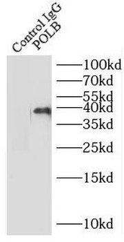 POLB Antibody