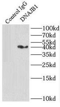 DNAJB1 Antibody