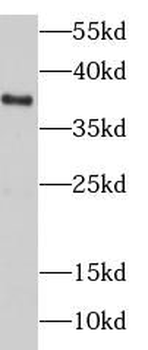 DNAJB4 Antibody